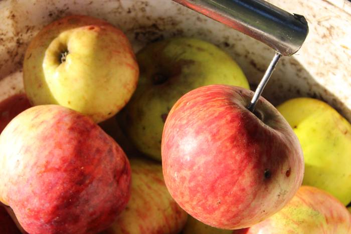 Sagarraren zukua, upelera 5 1477475690427