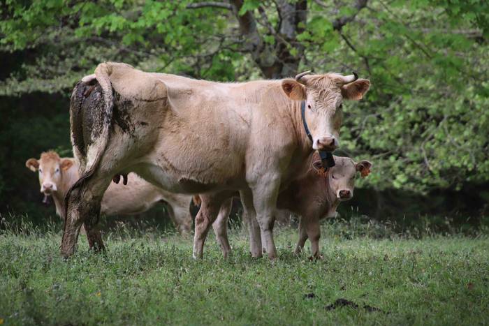 Larre irekiera festa Komizar 24 1650713603909