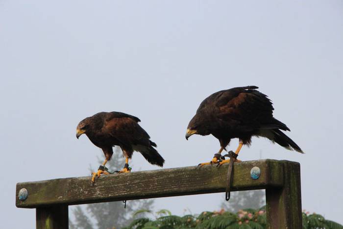 2016 bidea 39 1471776023180