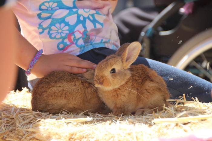 Udaberriko azoka Berrobin 54 1494770706952