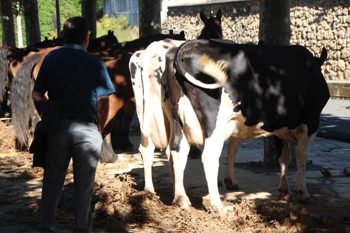 Animali, barazki eta artisau lanen bilgune 16 1477830770294