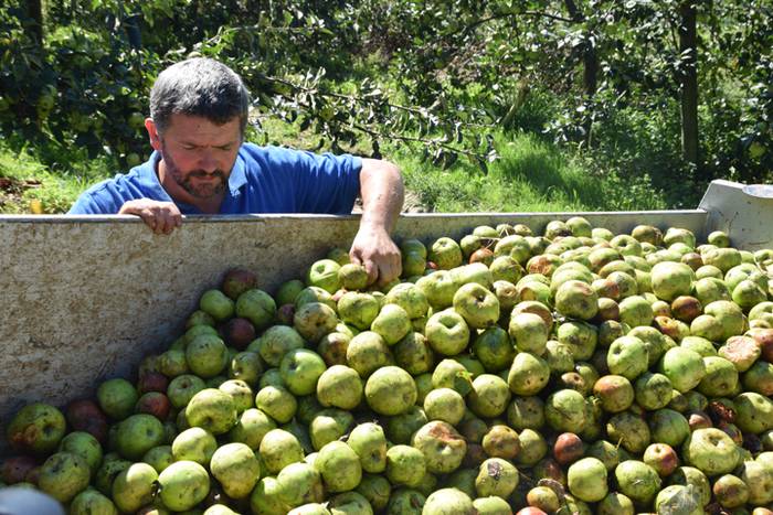 Makina, sagarrak biltzeko 14 1506683800763