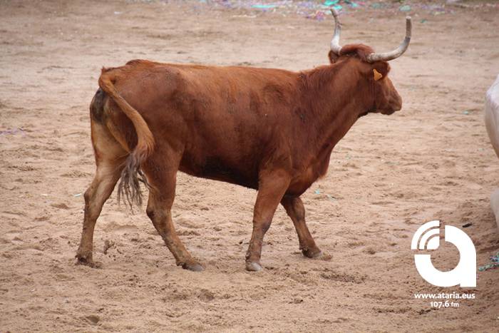 Zezenak adarrak okerrak ditu 102 1488277748643