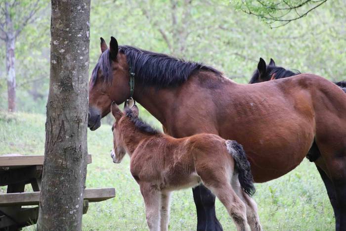 Larre irekiera festa Komizar 17 1650713600456