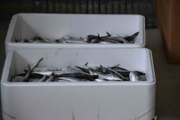 Larraul san bartolome eguna  52 1535188497596