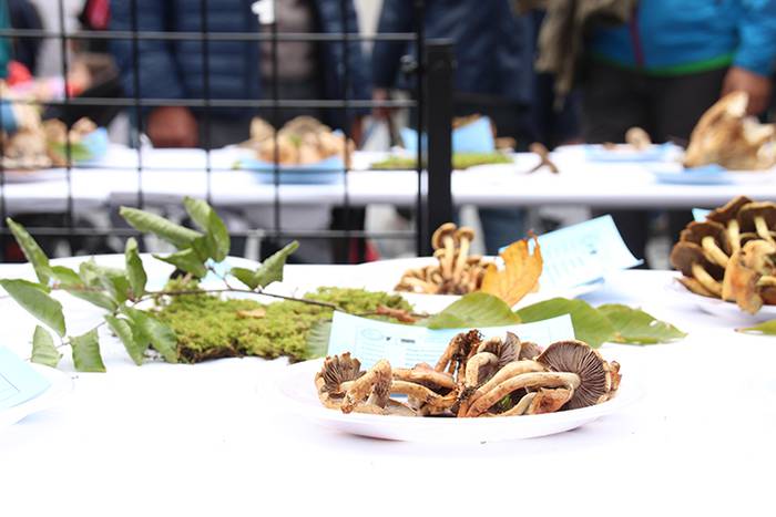 AZOKA MIKOLOGIKOA 2017 33 1508591703996