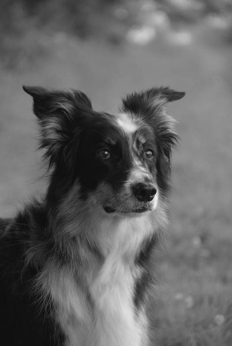 Mara