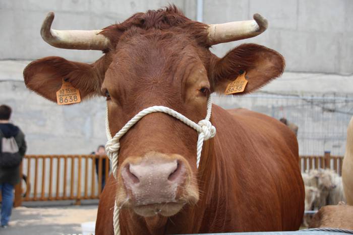 Abeltzain eta artisauen azoka hernialden 4 1462708878226