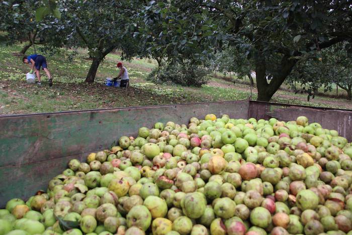 Sagarrak jasotzen. Altzo. Sa 19 1631723382978