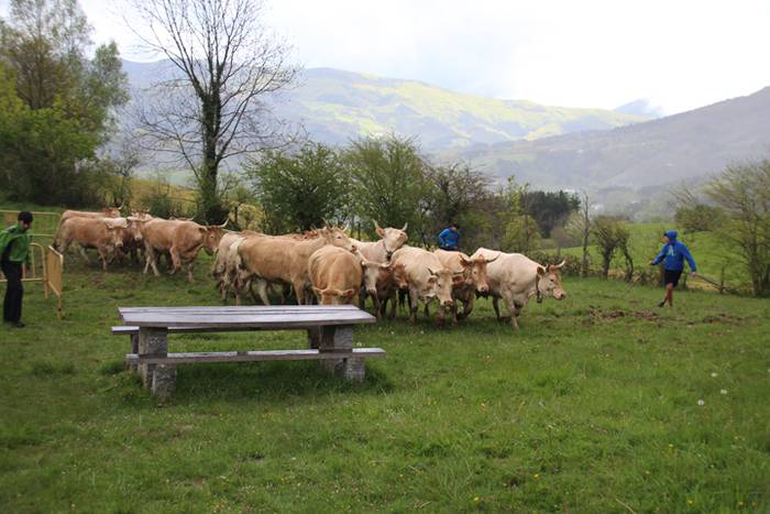 Aralarko larre irekiera 76 1462122149577