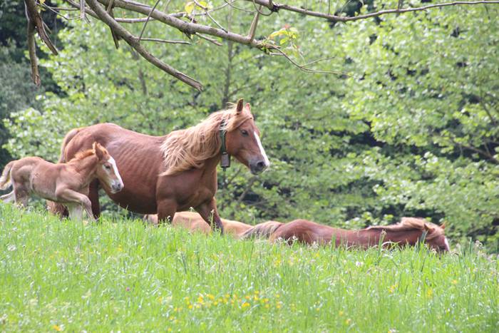 Amasamendiko larreetan bazka 13 1525172870356