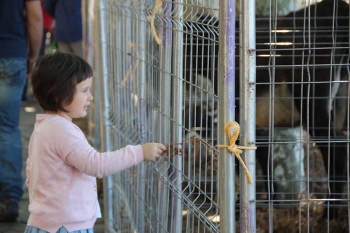 Animali, barazki eta artisau lanen bilgune 22 1477830827774