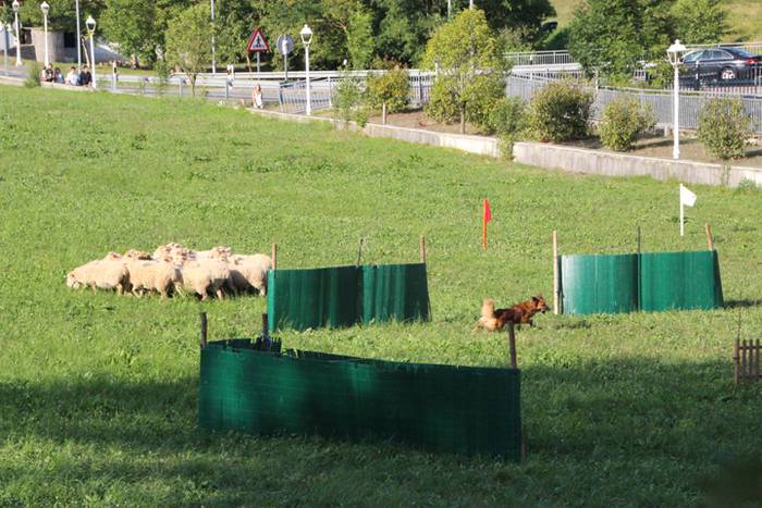 Artzaina eta txakurraren artea Amezketan 11 1472322340373