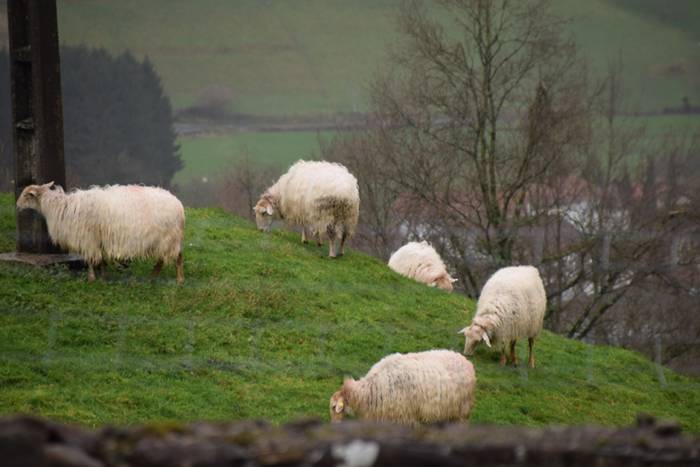 San Anton eguna, 2018, Beras 13 1516185148938