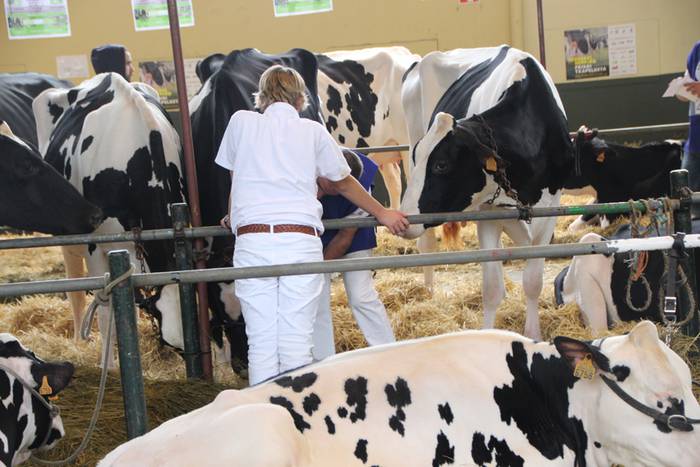 Frisoi Txapelketa 2015 14 1447530180358