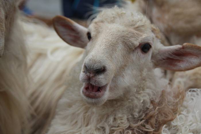 Abeltzain eta artisauen azoka hernialden 13 1462708881706