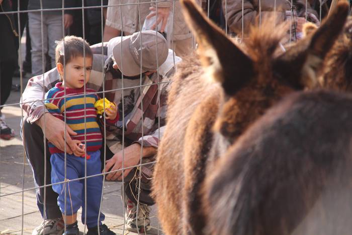Tolosa Gabonetako Azoka berezia 2015 18 1450532619532