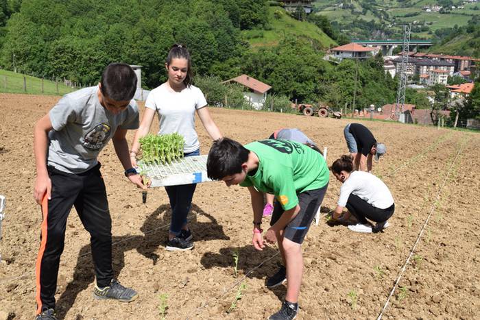 Piper landaketa Ibarran, 201 47 1494844560643