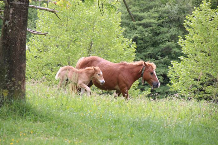 Amasamendira bota dute ganad 5 1493649147696