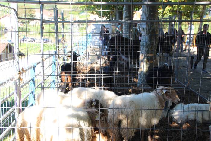 Animali, barazki eta artisau lanen bilgune 27 1477830875192