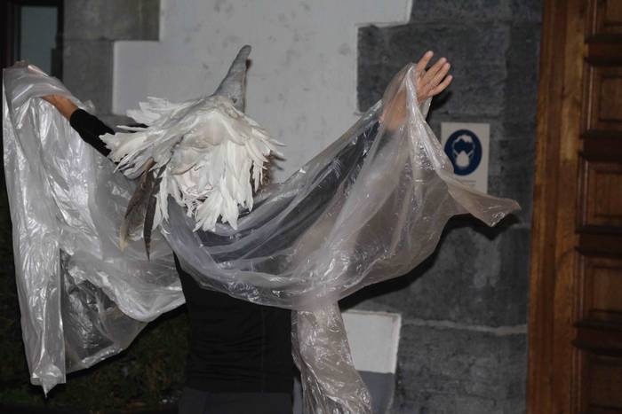 Indarkeria matxistari ezetz  29 1606332091477