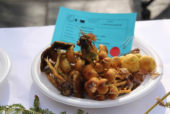 Mikologika 2015 azoka eguna 5 1445082989786