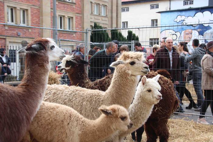 Gabonetako azokak jende asko 35 1576941764299