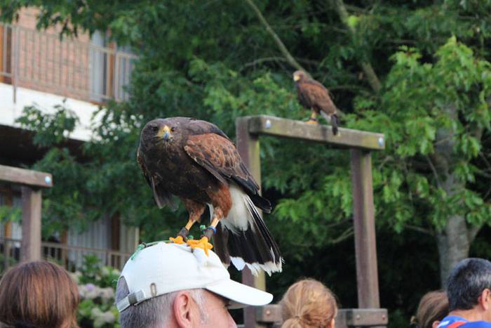 2016 bidea 33 1471775980942