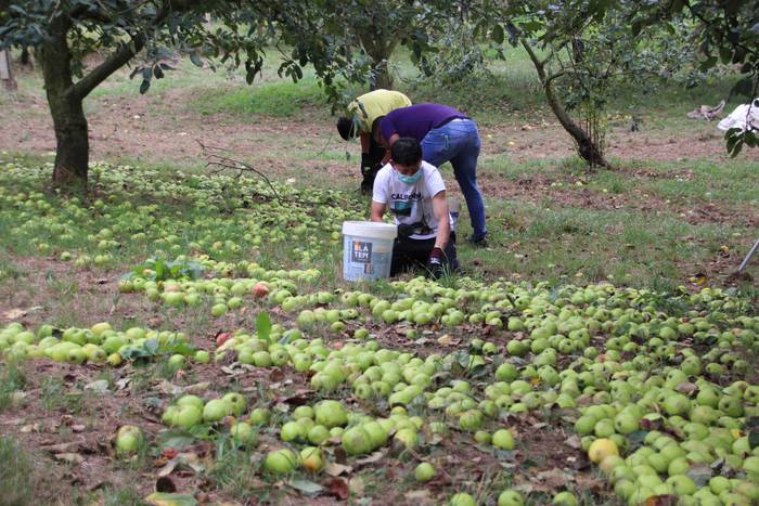 Sagarrak jasotzen. Altzo. Sa 10 1631723379006