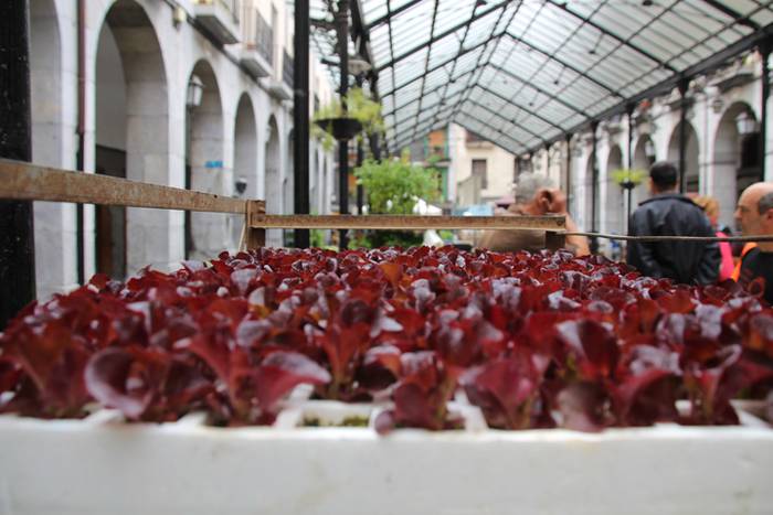 Lore eta Landare Azoka Tolosan 2016 13 1465051786711