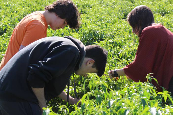 Ibarrako piperrak biltzen 20 35 1506521077517