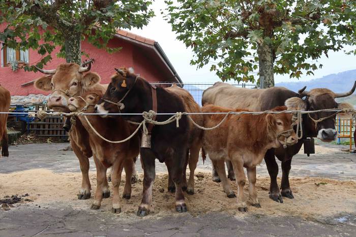 Herriko abereek eta inguruko 38 1667129845096