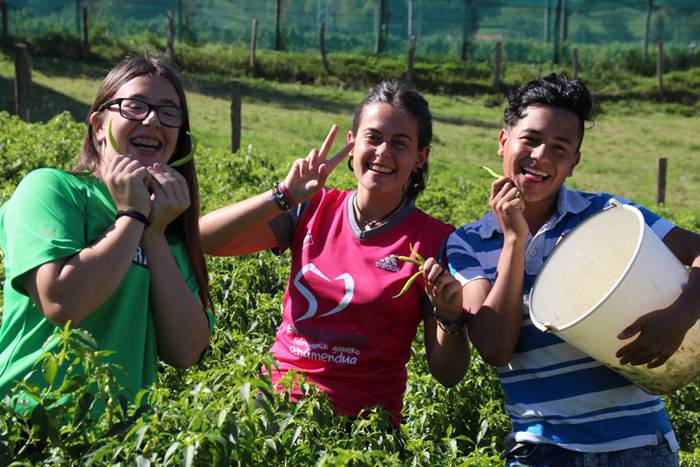 Ibarrako piperrak biltzen 20 33 1506521062592