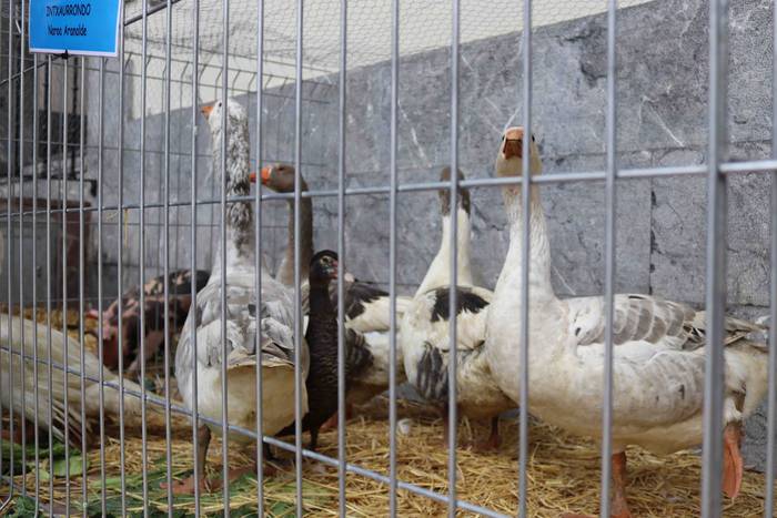 Oholtza gainera igo dira ira 19 1636308516019