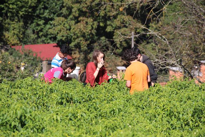 Ibarrako piperrak biltzen 20 30 1506521039625