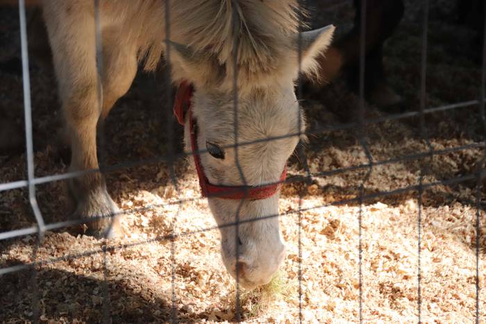 "Ibarra, Azoka eta Piparra" 29 1537102836568