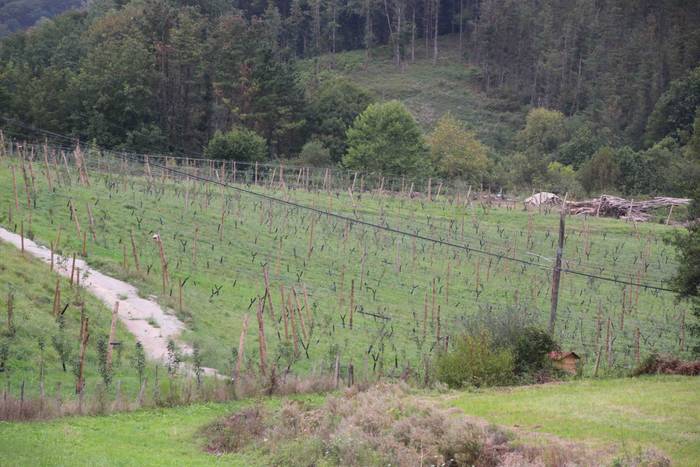 Sagarrak jasotzen. Altzo. Sa 42 1631723390836