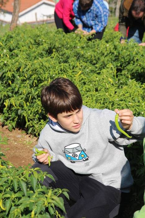 Piperraren zikloa 2015 12 1445442214845