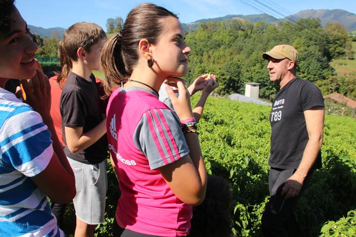 Ibarrako piperrak biltzen 20 16 1506520920408