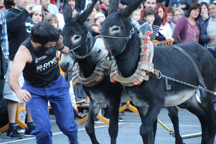 Gazteak nagusi, ximaurra gar 28 1507490568205