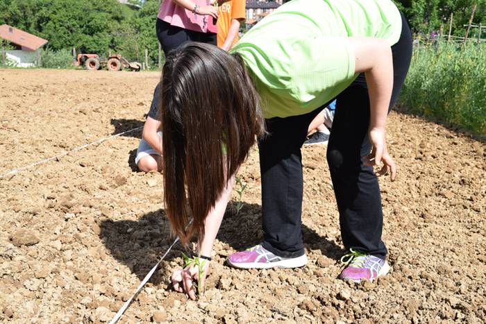 Piper landaketa Ibarran, 201 31 1494844451662