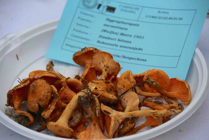 mikologika 2018 azoka pintxo 13 1540038206586