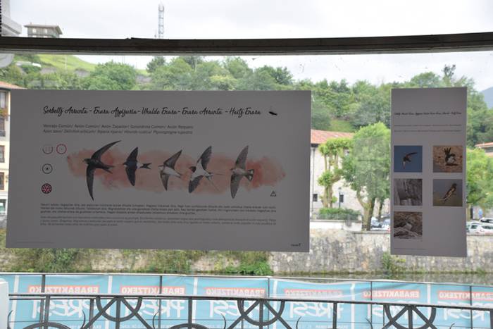 Oria ibaiko hegaztien gida 3 1496757636434