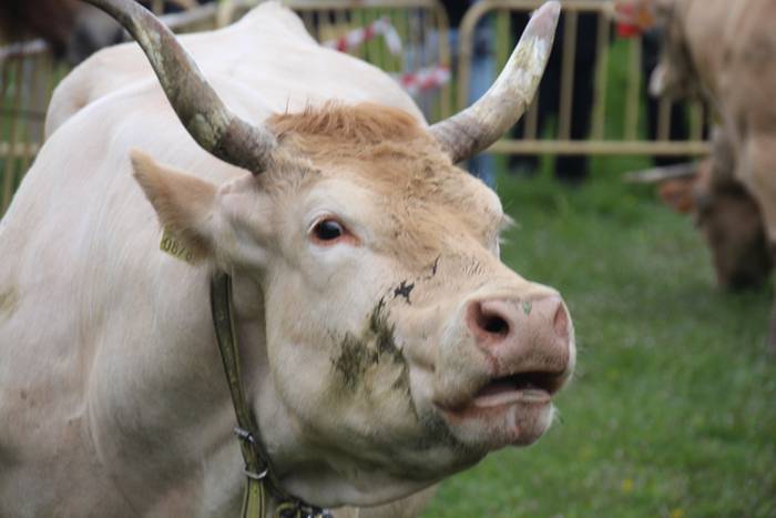 Aralarko larre irekiera 43 1462122137649