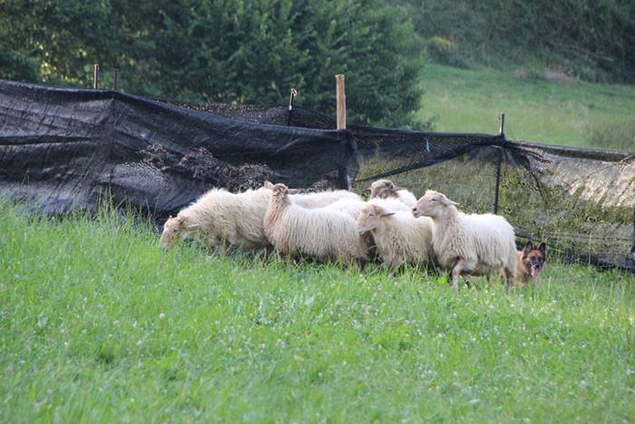 Artzaina eta txakurraren artea Amezketan 47 1472322641971