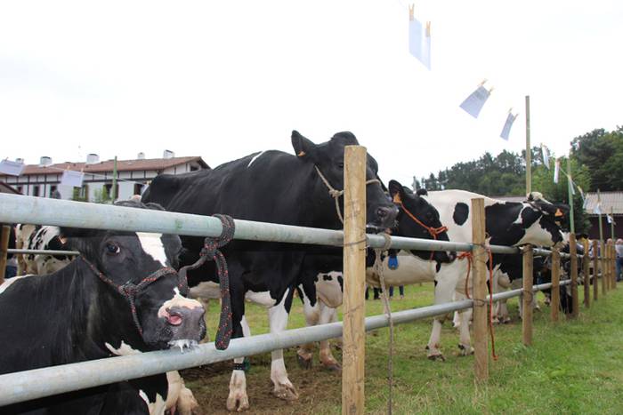 Hutsik egiten ez duen azoka berezia 32 1474813308127