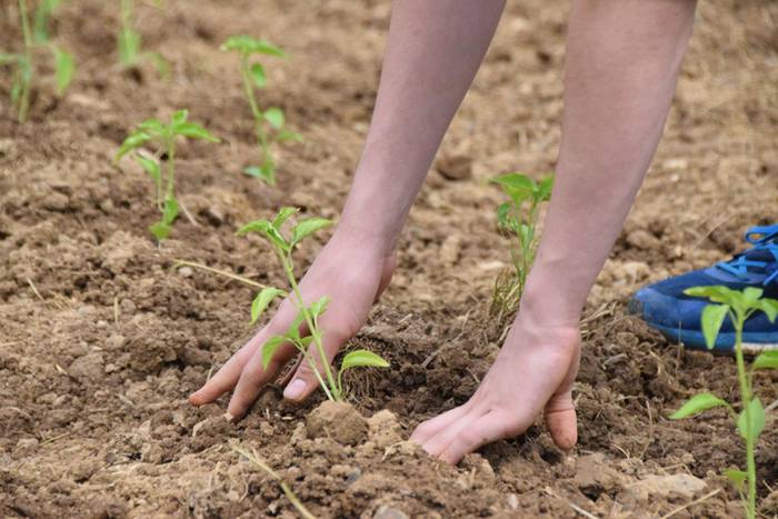 Piper landaketa uzturpe gureak  789 taldea 24 1464793775252