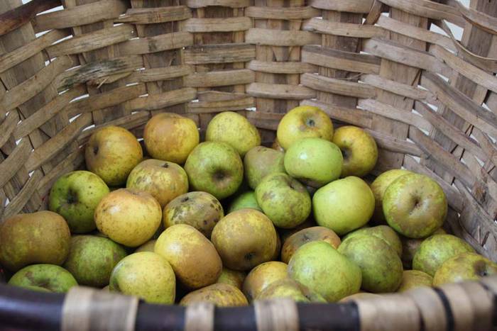 Tolosak Babarruna 15 1448111667388