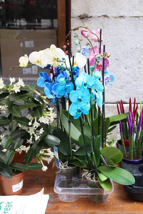 Udaberria loratu da Tolosan 30 1526734156239