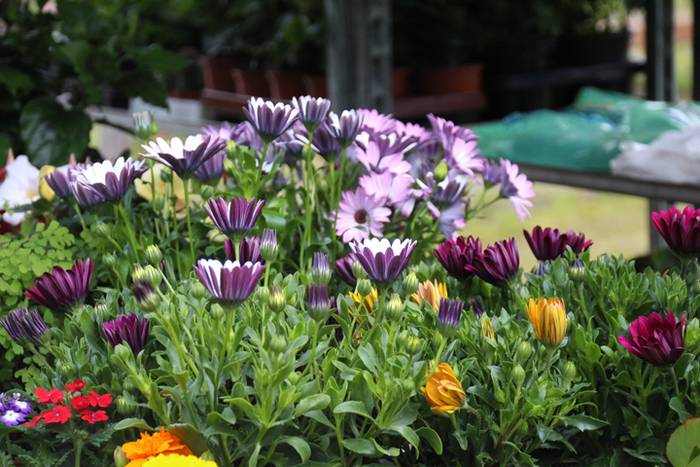 Alegako azoka ekologikoa 5 1462113306807